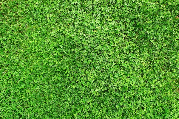 Green grass surface — Stock Photo, Image