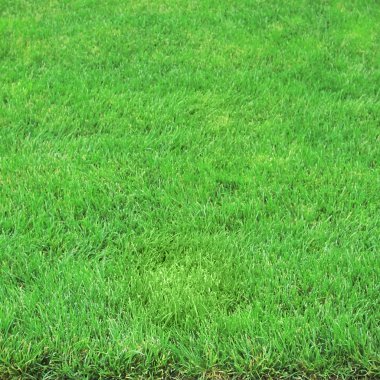 Yeşil çimen yüzeyi