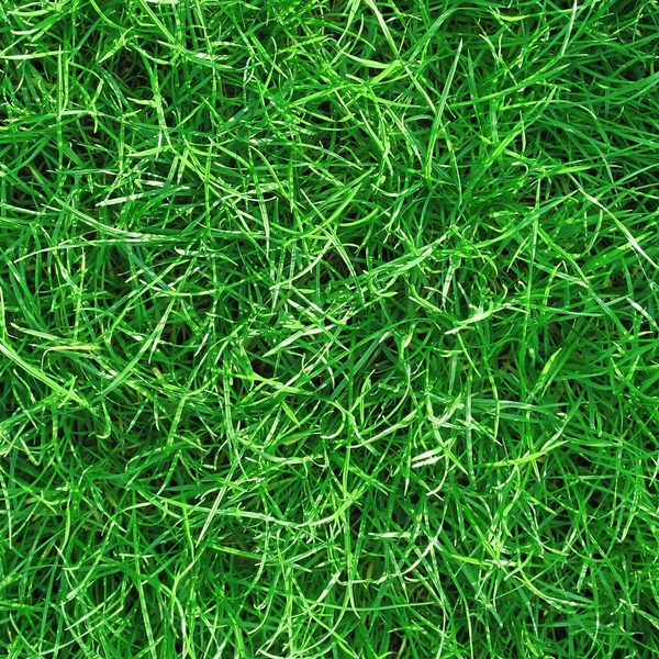 Słodkiej trawy — Zdjęcie stockowe