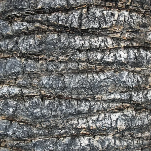 Palm trunk — Stock Photo, Image