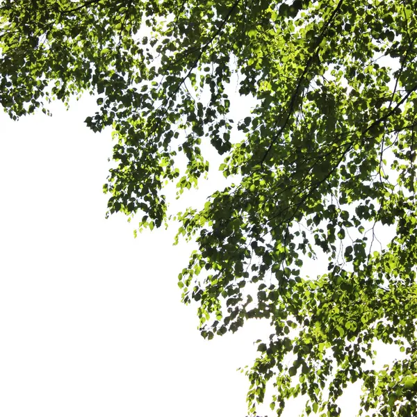 자작나무 트리 — 스톡 사진