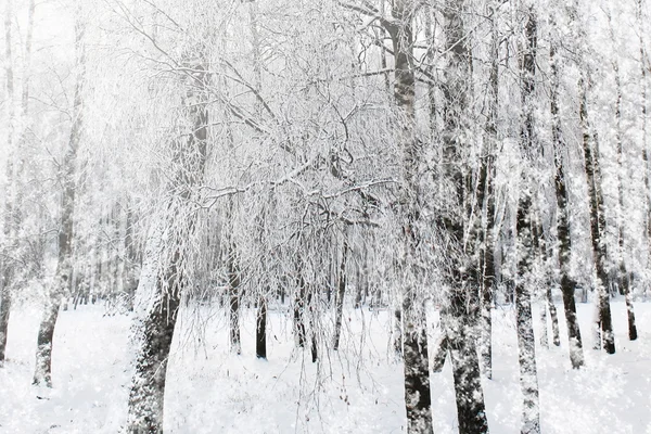 Floresta no inverno — Fotografia de Stock