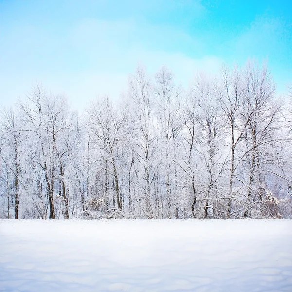 Cena de inverno — Fotografia de Stock