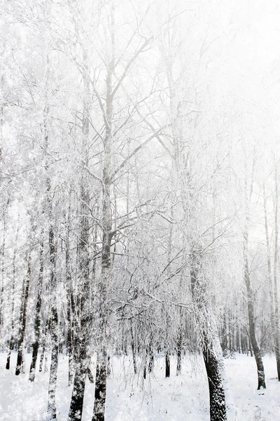 Foresta in inverno — Foto Stock