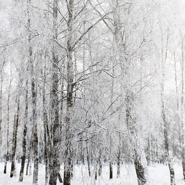 В зимовому лісі — стокове фото