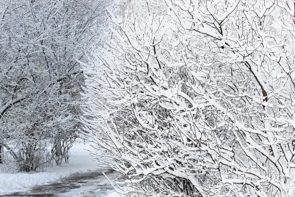 Camino en el parque en la nieve — Foto de Stock