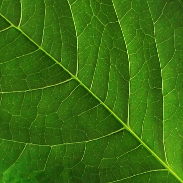 Grünes Blatt — Stockfoto