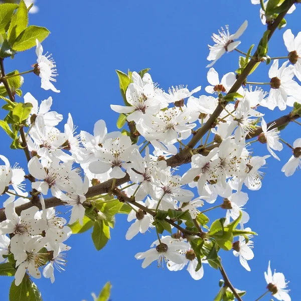 Sakura — Stockfoto