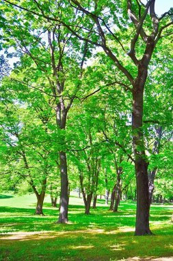 ıhlamur ve oak park