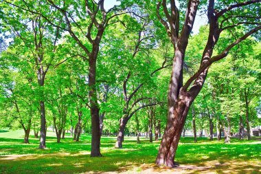 ıhlamur ve oak park