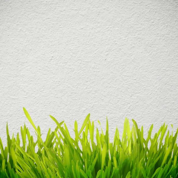 Трава біля стіни — стокове фото