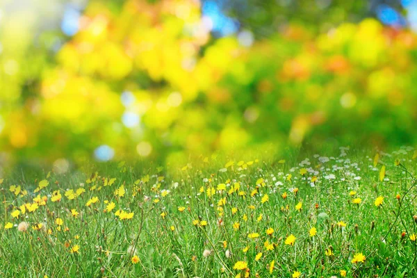 Солнечный цветочный луг — стоковое фото