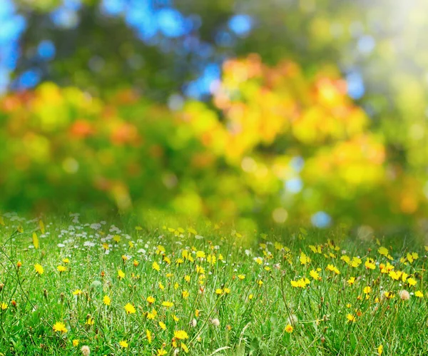 Pradera de flores soleadas — Foto de Stock