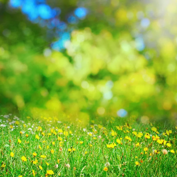 日当たりの良い花の草原 — ストック写真