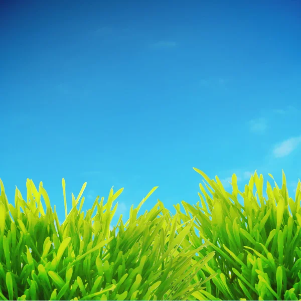 Pole trawy — Zdjęcie stockowe
