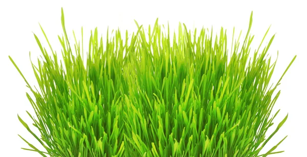 Gras — Stockfoto