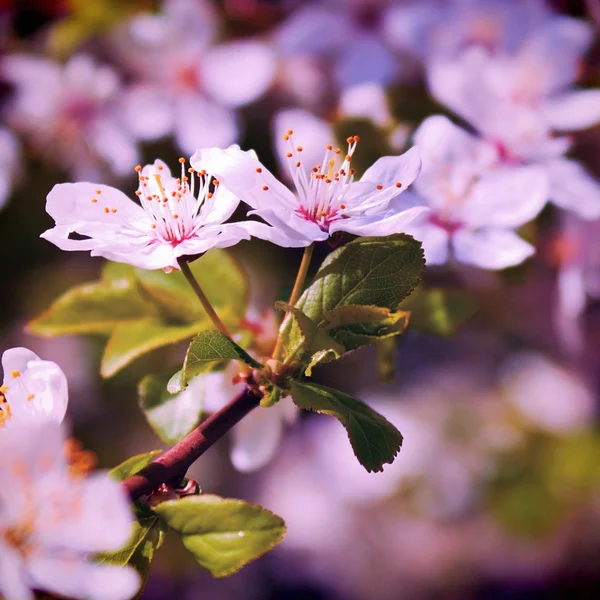 Cerisier en fleurs — Photo