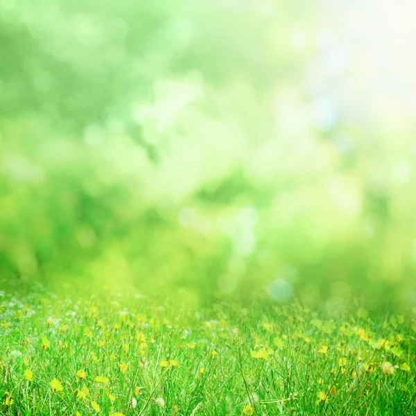 Pradera de flores soleadas — Foto de Stock