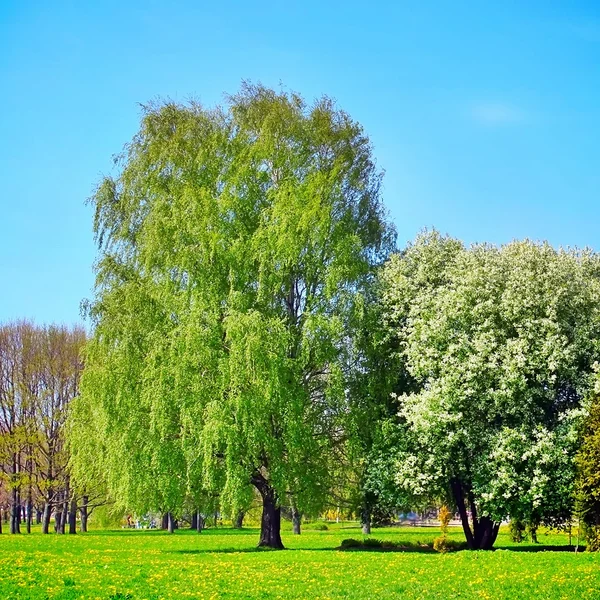 Park zdrojowy — Zdjęcie stockowe