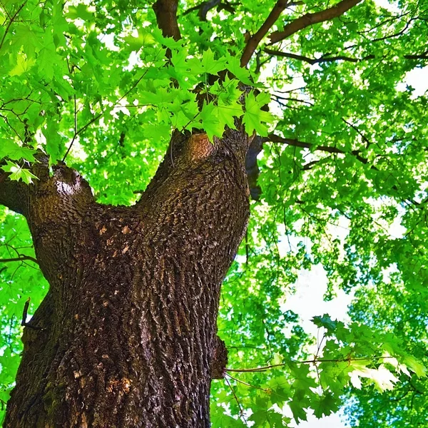 Кленове дерево — стокове фото