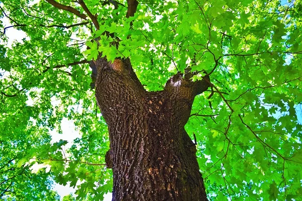 Árbol de arce —  Fotos de Stock