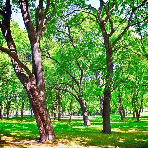 Linden e parque de carvalho — Fotografia de Stock