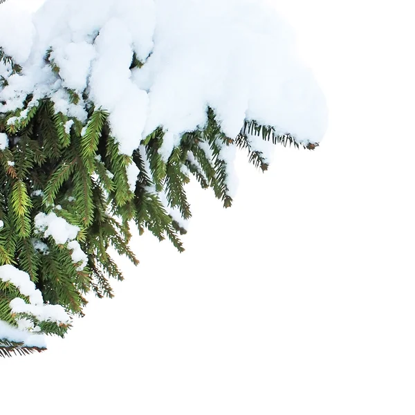 Вмістити дерево у сніг — стокове фото