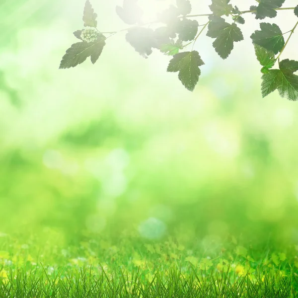 Campo de primavera — Foto de Stock