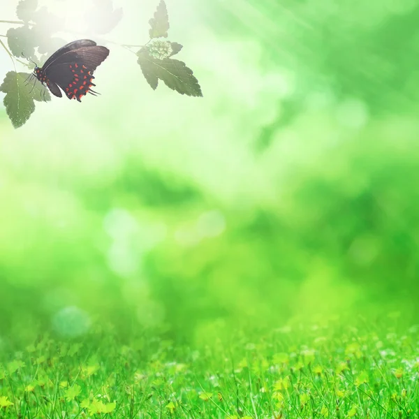 Campo de primavera — Foto de Stock