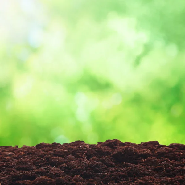 Summer field — Stock Photo, Image