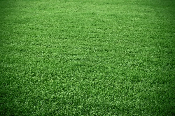 Campo di erba — Foto Stock