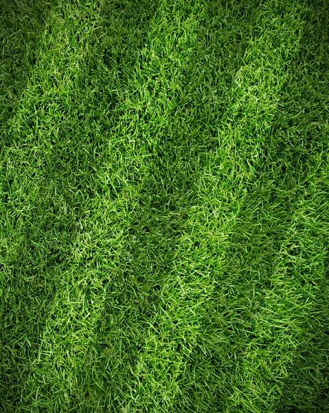 Sport lined grass field — Stock Photo, Image