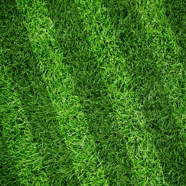 Sport fodrad gräsplan — Stockfoto