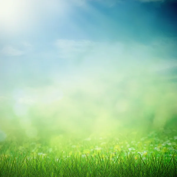 Spring sunny field — Stock Photo, Image