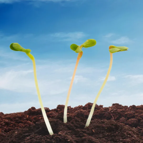 Sprouts in soil — Stock Photo, Image