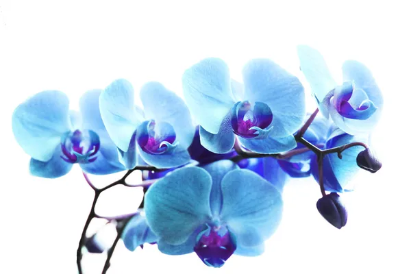 Blaue Orchideenblüten — Stockfoto