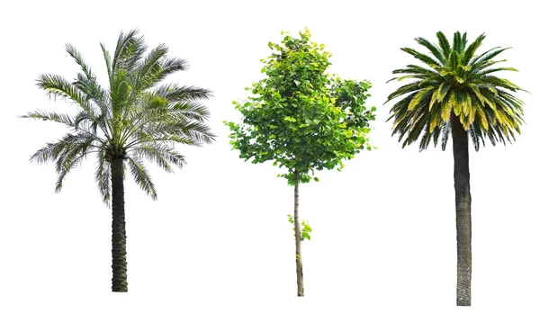 Conjunto de árboles diferentes — Foto de Stock