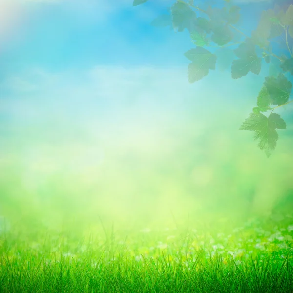 Spring sunny field — Stock Photo, Image