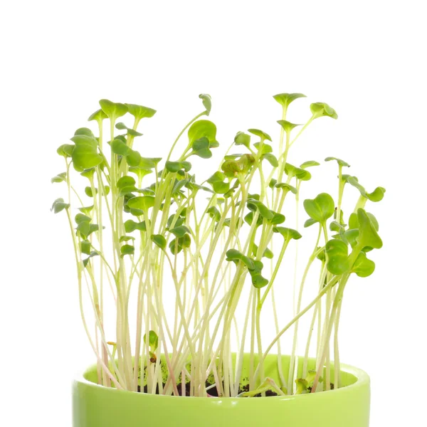 Sprouts — Stock Photo, Image