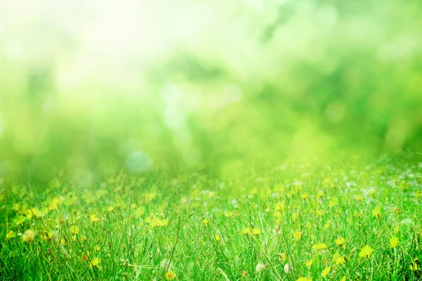 Kersenboom — Stockfoto