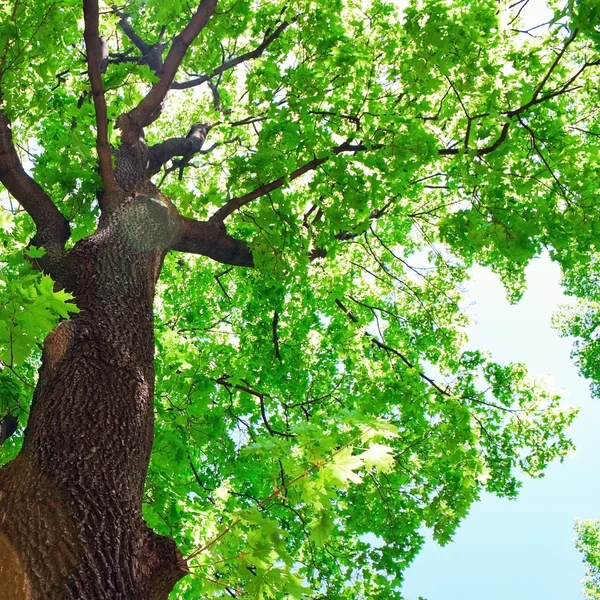 Mapple tree — Stock Photo, Image