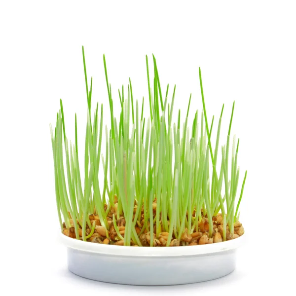 Gras anbauen — Stockfoto