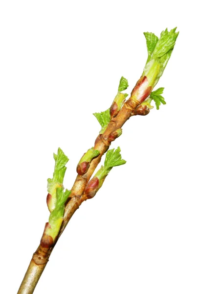 Tree buds — Stock Photo, Image