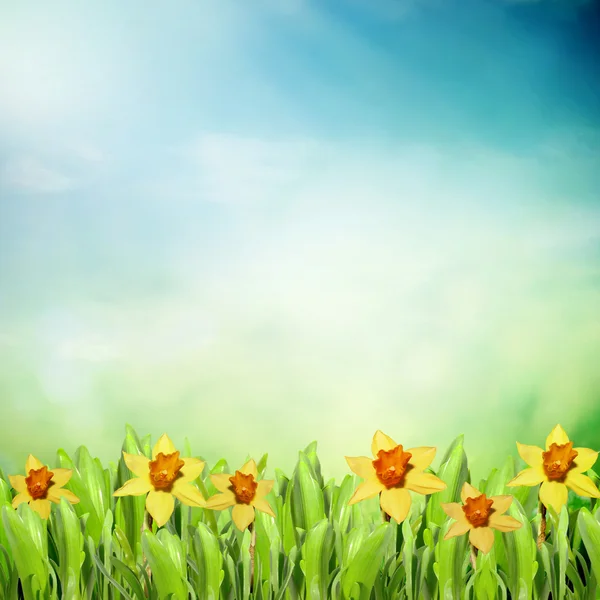 Spring meadow — Stock Photo, Image