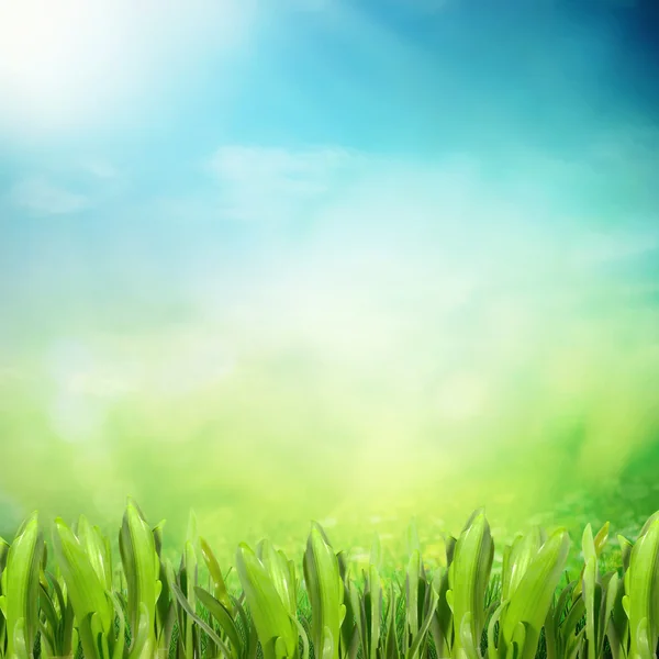 Growing grass on field — Stock Photo, Image