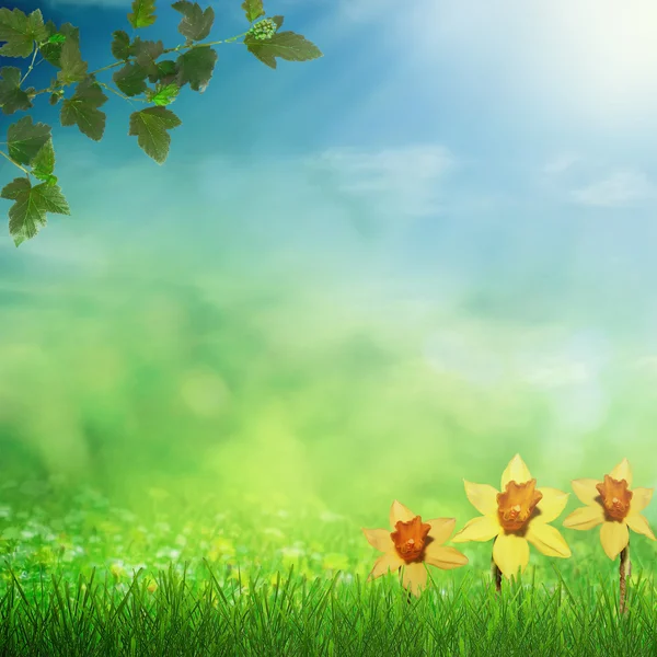 Весеннее поле с солнцем — стоковое фото