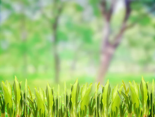 Весняної трави — стокове фото