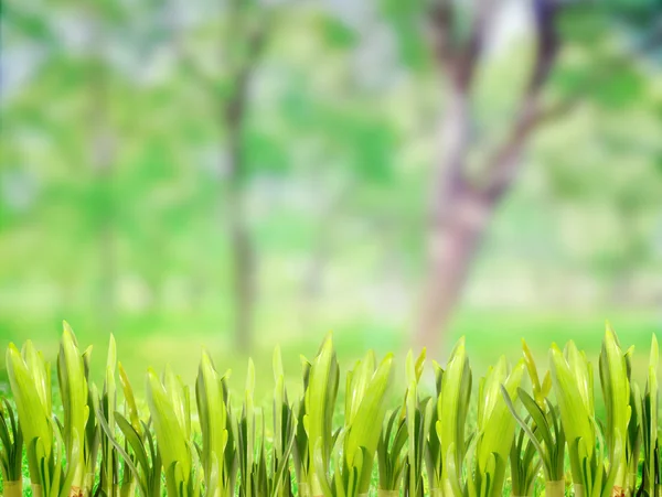 Spring grass — Stock Photo, Image