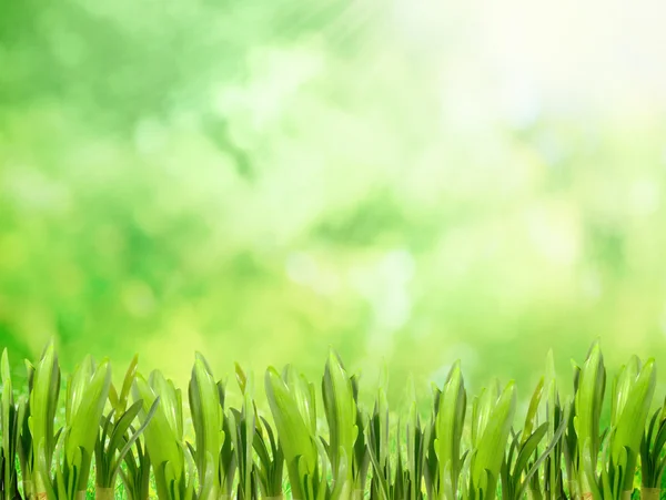 Morgon gräs — Stockfoto