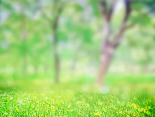 Gras im Park — Stockfoto